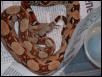BCI male