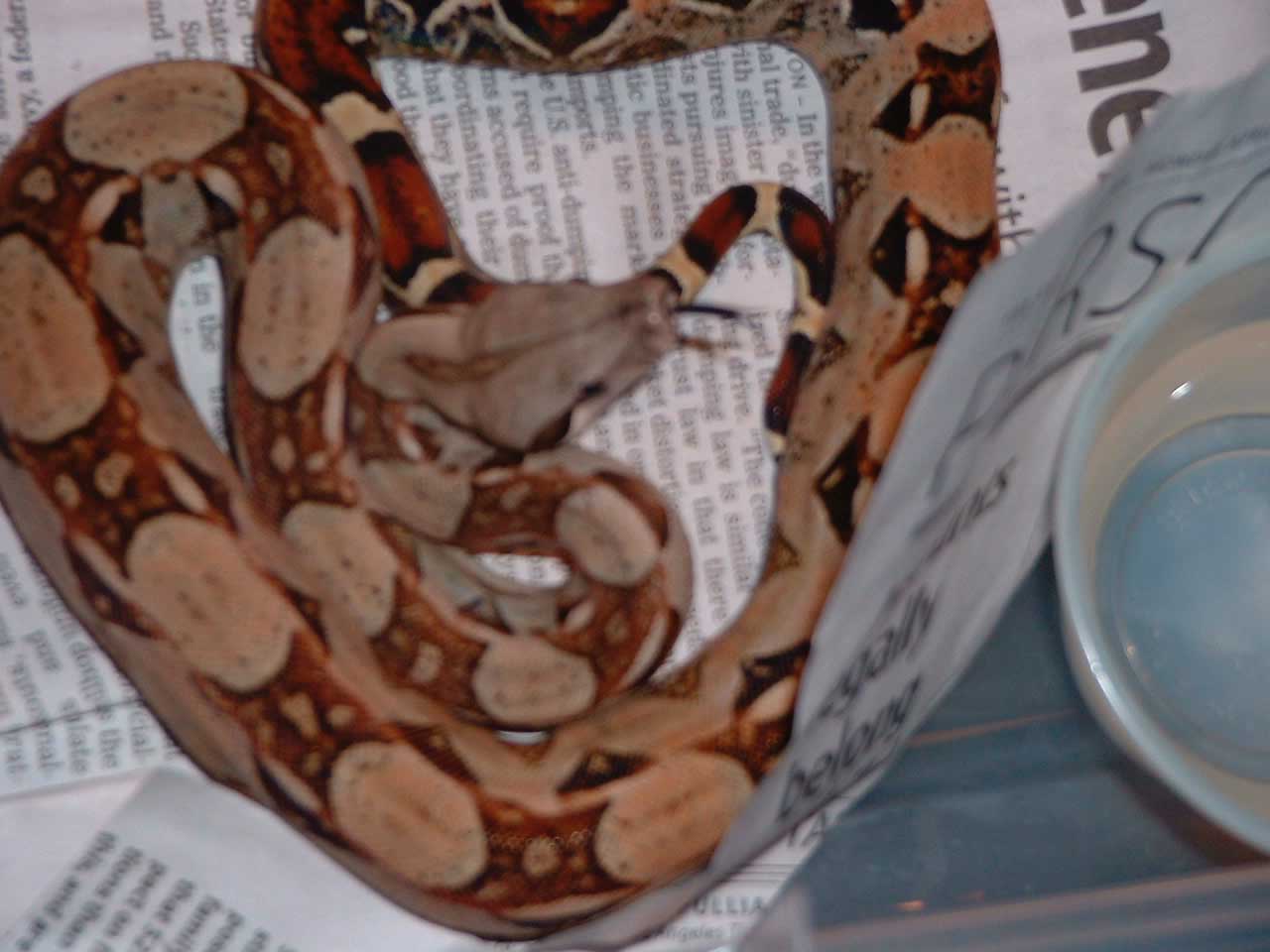 BCI male