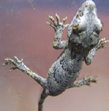 Gargoyle