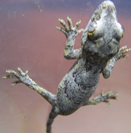 Gargoyle