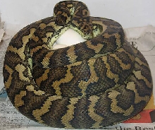 carpet on eggs