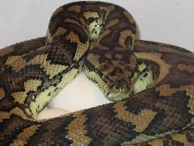Carpet on eggs