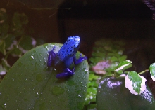 azureus