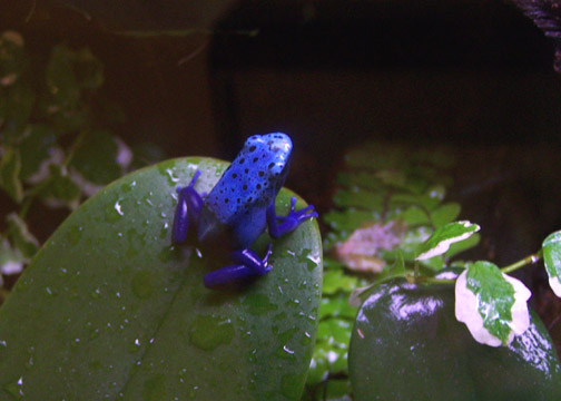 azureus