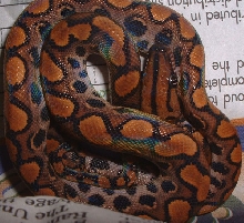 Female BRB