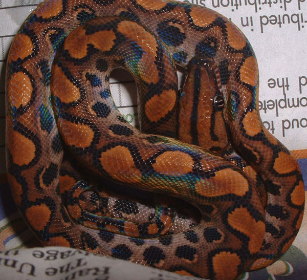 Female BRB