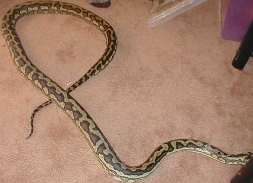 Carpet Female
