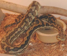 Carpet Female