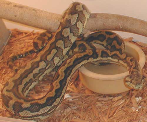 Carpet Female