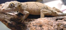 Gargoyle