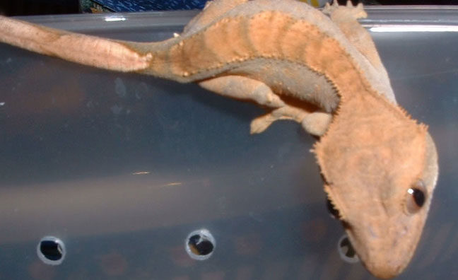 Crested