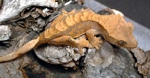 Crested