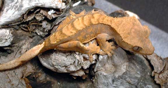 Crested