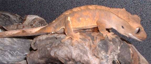 Crested