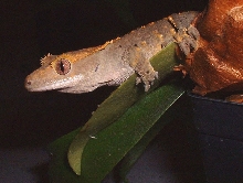 Crested