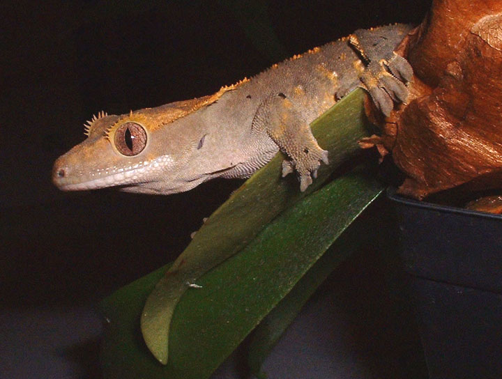 Crested