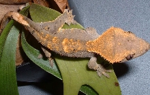 Crested