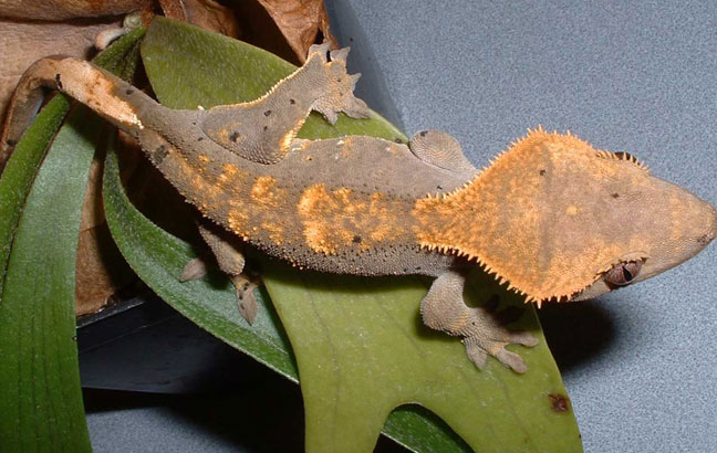 Crested