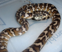 Irian Jaya Female
