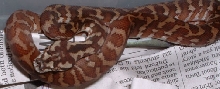 Irian Hatchling