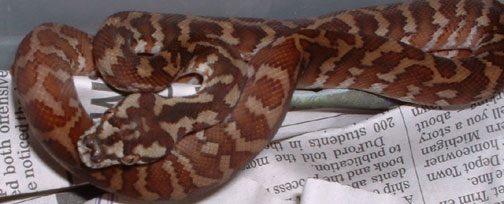 Irian Hatchling