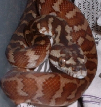Irian Hatchling