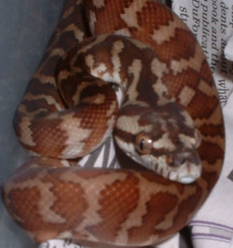 Irian Hatchling