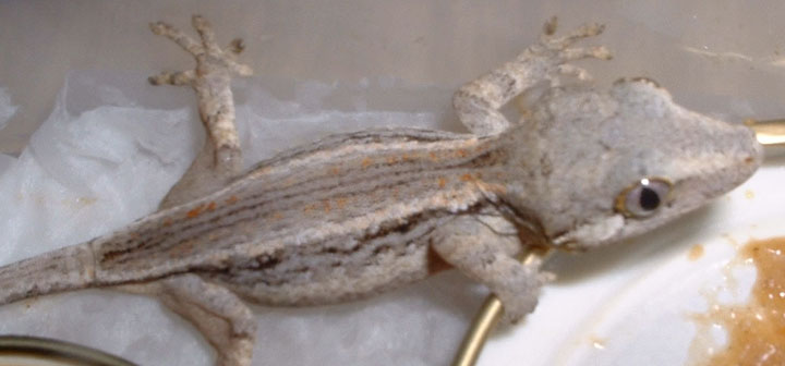 Gargoyle