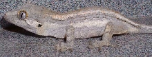Gargoyle