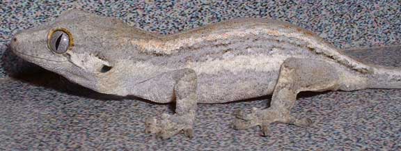 Gargoyle