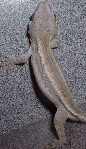 Gargoyle