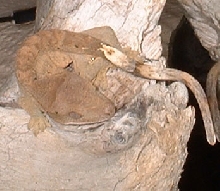 Crested Gecko