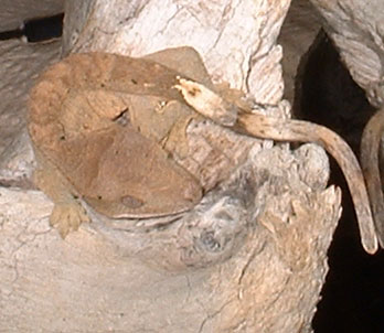 Crested Gecko