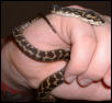 Irian Jaya Carpet Python