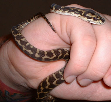Irian Jaya Carpet Python
