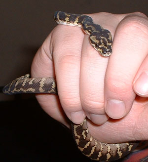Irian Jaya Carpet Python