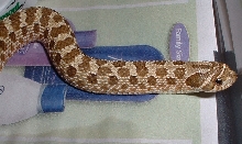 hognose