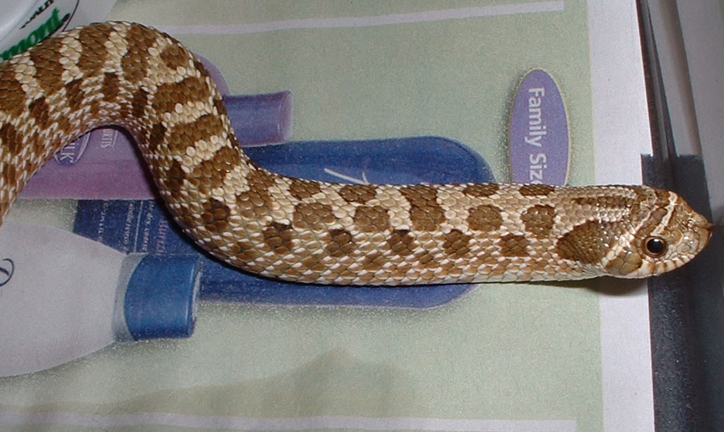 hognose
