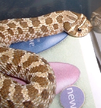 hognose