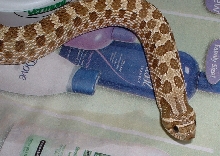 hognose