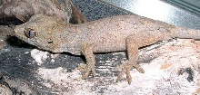 Gargoyle
