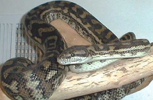 Carpet Python Male