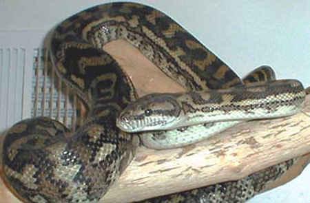 Carpet Python Male