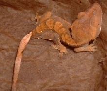 New Gecko