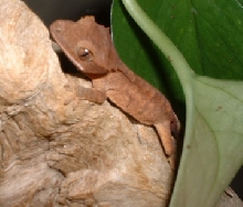 Crested