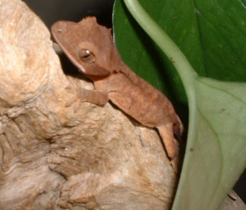 Crested