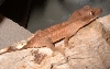 Crested