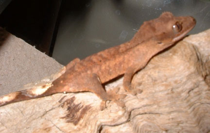 Crested