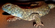 Uro