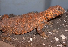 Uro